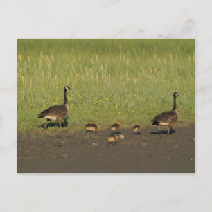 Postkarte / Kanadische Gänserfamilie
