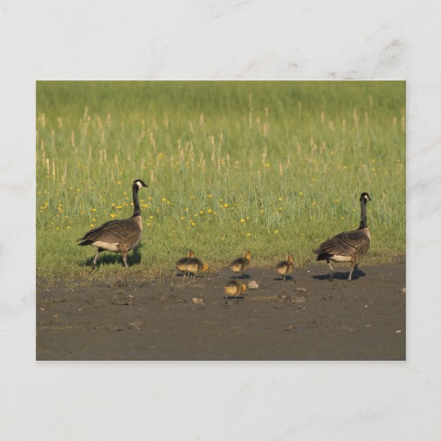 Postkarte / Kanadische Gänserfamilie (Vorderseite)