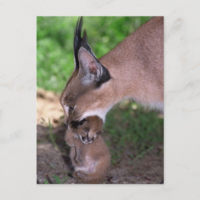 Postkarte - karacal (Vorderseite)