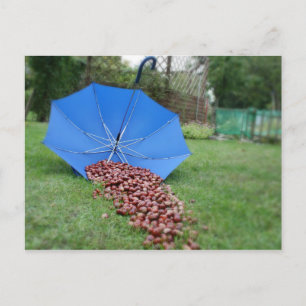 Postkarte - Kastanien