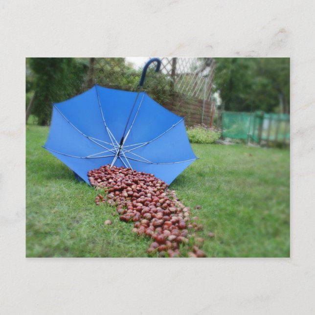 Postkarte - Kastanien (Vorderseite)