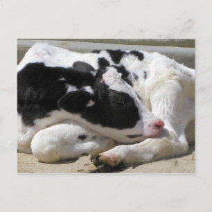 Postkarte, Kuh, Kalbsfotografie Postkarte