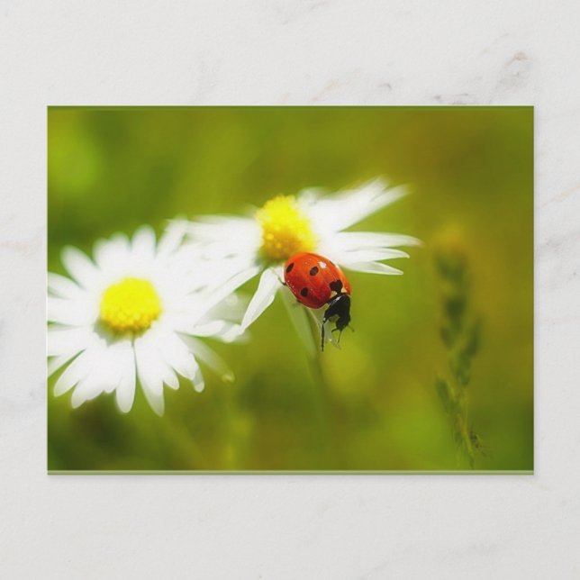 Postkarte Ladybird (Vorderseite)