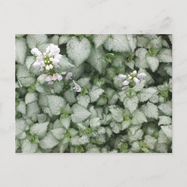 Postkarte Lamium maculatum (White Nancy) (Vorderseite)