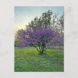 Postkarte lila Bäume