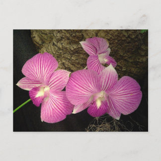 Postkarte: Lila Streifenorchideen Postkarte