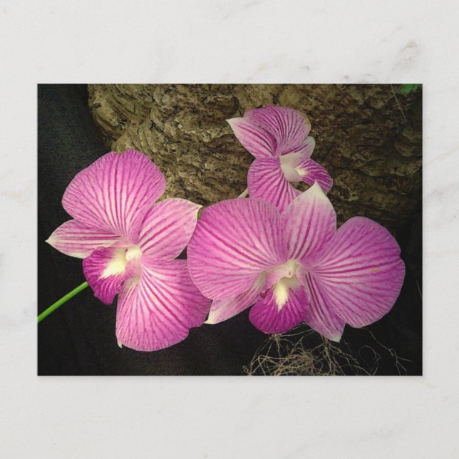 Postkarte: Lila Streifenorchideen Postkarte (Vorderseite)