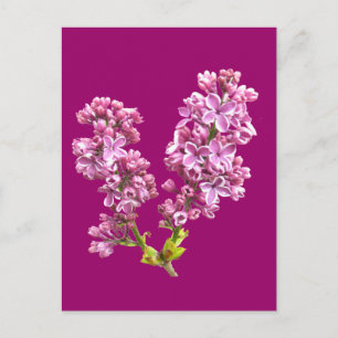 Postkarte - Lilac-Blüten