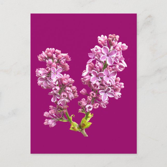 Postkarte - Lilac-Blüten (Vorderseite)