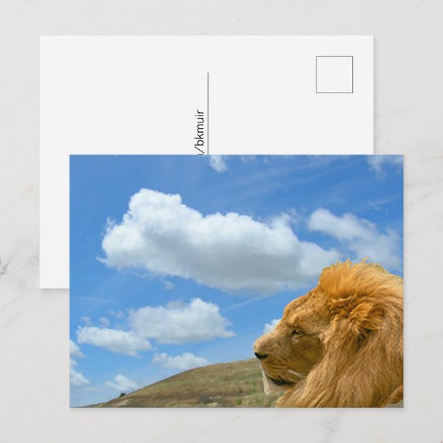 Postkarte - Löwenportrait (Vorne/Hinten)