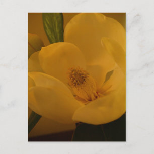 Postkarte "Magnolia Sateen"