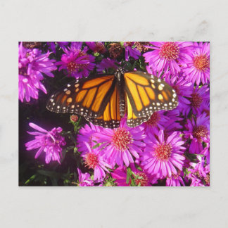 Postkarte "Migrationmonarchisches Foto"