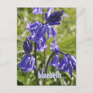 Postkarte mit bluebell-Blume
