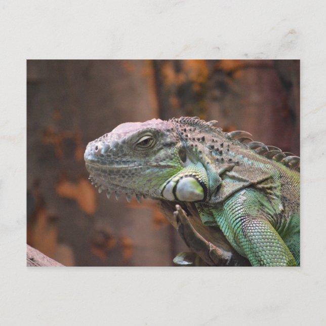 Postkarte mit bunter Leguaneidechse (Vorderseite)