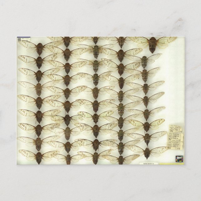 Postkarte mit Cicadas (Vorderseite)