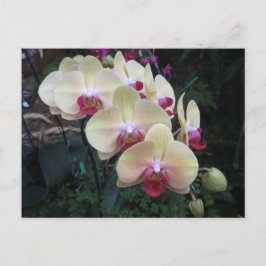 Postkarte mit Creme und rosa Orchideen