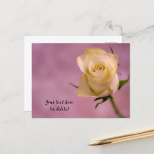 Postkarte mit einer weißen Rose