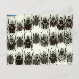 Postkarte mit Goliath-Käfer