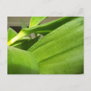 Postkarte mit Happy Green Orchid-Blätter