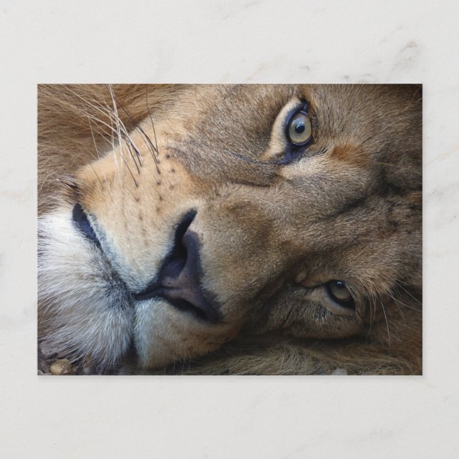 Postkarte mit Löwe (Vorderseite)