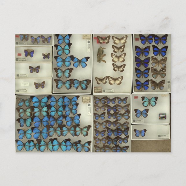 Postkarte mit Lycaenidae-Schmetterlingen (Vorderseite)