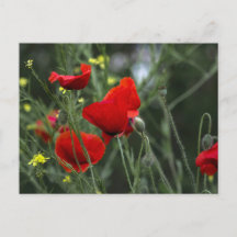 Postkarte mit Mohnblumen in der Natur