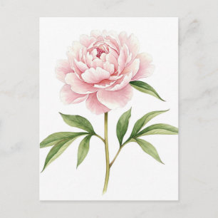 Postkarte mit rosa Pfingstrose
