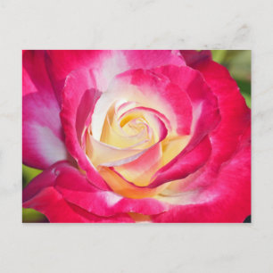 Postkarte mit rosa und gelb rosa Aufdruck