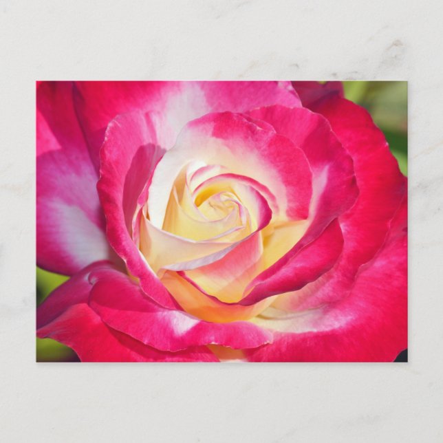 Postkarte mit rosa und gelb rosa Aufdruck (Vorderseite)