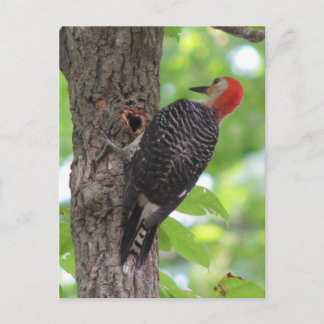 Postkarte mit rotem Bauch