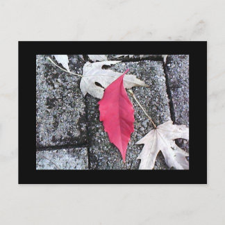 Postkarte mit rotem Leaf
