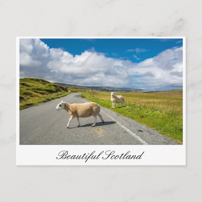 Postkarte mit Schafen in Schottland (Vorderseite)