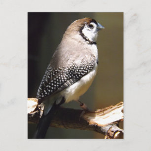 Postkarte mit Schale