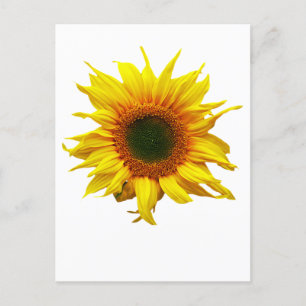 Postkarte mit Sonnenblumendesign