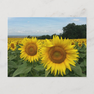 Postkarte mit Sonnenblumenfeld