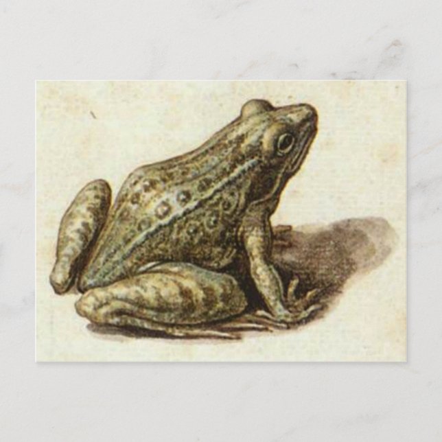 Postkarte mit süßem, altem Frosch (Vorderseite)