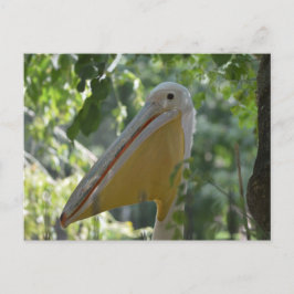Postkarte mit versteckendem Pelikan