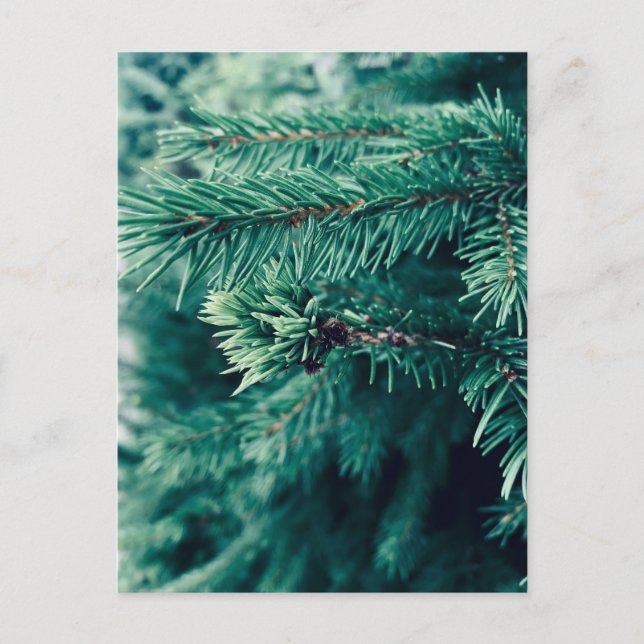 Postkarte mit Weihnachtsbaum darauf (Vorderseite)