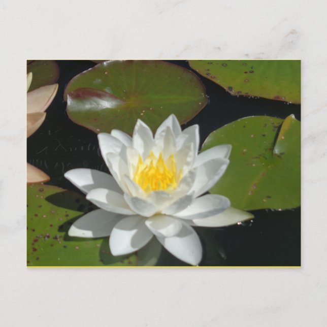 Postkarte mit weißer und gelber Blume (Vorderseite)