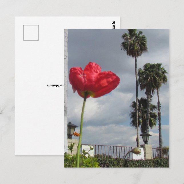 Postkarte - Mohnbläschen (Vorne/Hinten)