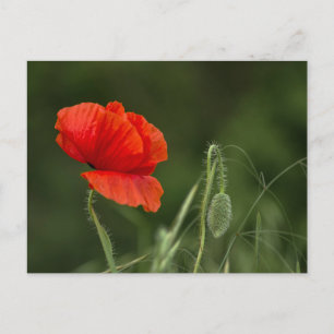 Postkarte - Mohnblume - Einsame Grazie