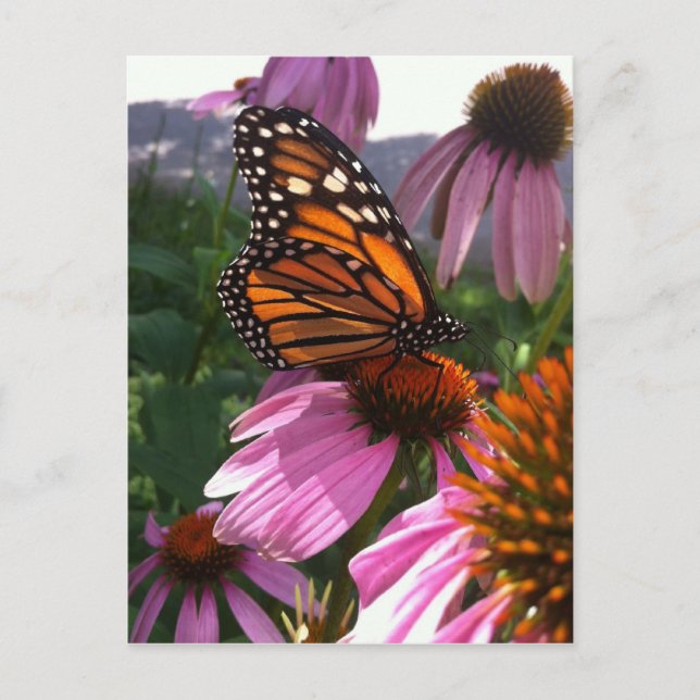 Postkarte - Monarchen Schmetterling auf Tiefsee (Vorderseite)