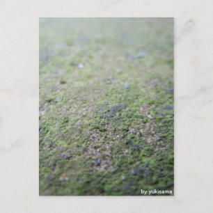 Postkarte - Moß