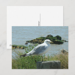 Postkarte – Möwe auf Pfahl