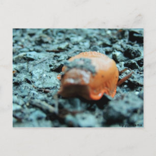 Postkarte - Nacktschnecke II