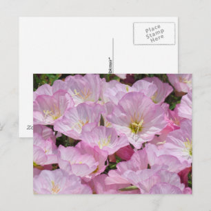 Postkarte - Nahaufnahme einer Primel
