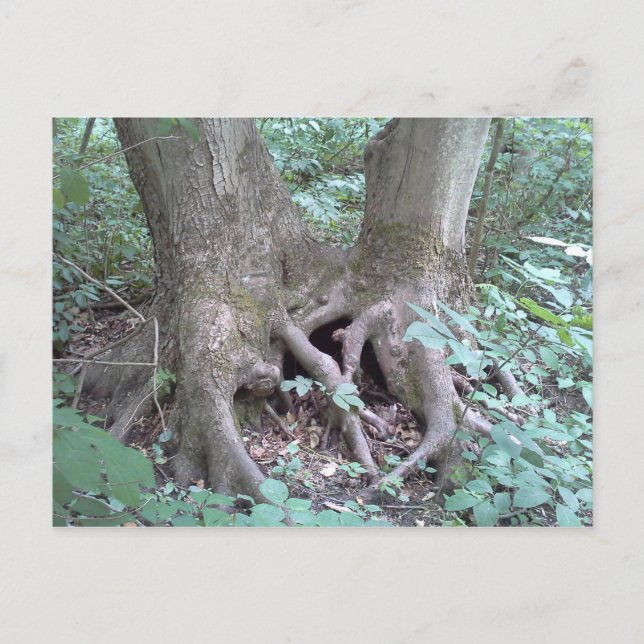 Postkarte - Naturbild (Vorderseite)