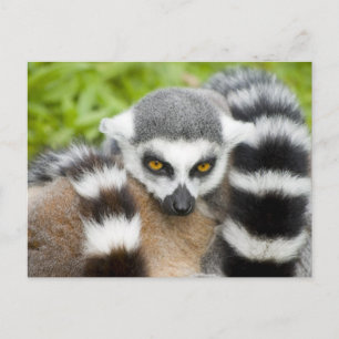 Postkarte - Niedlicher Lemur Stripey Schwanz