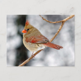 Postkarte Nördlicher Kardinal