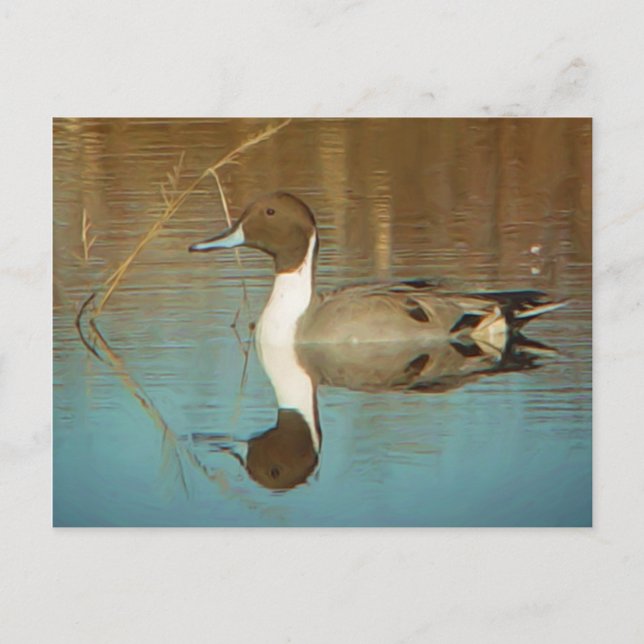 Postkarte Nördlicher Stift (Vorderseite)